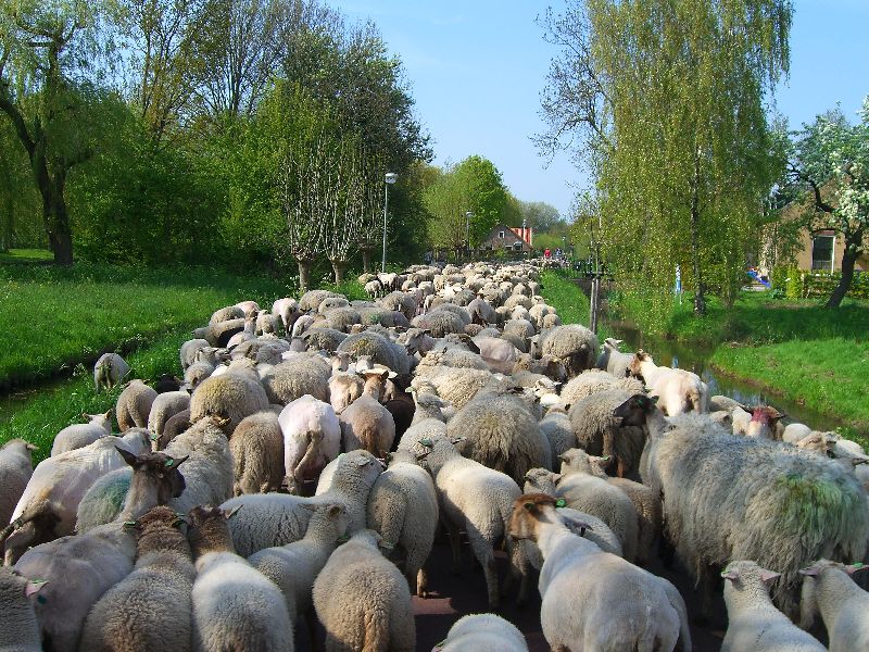 Schapen op de schapenfarm 