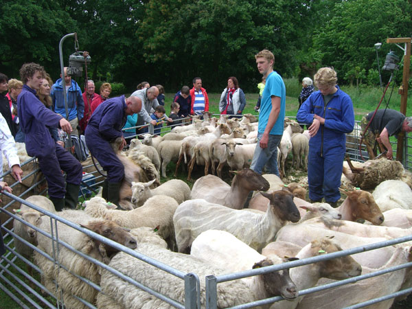 De schapenfarm
